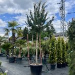 Borovica lesná (Pinus Sylvestris) - výška 300-350 cm, obvod kmeňa 14/16 cm, kont. C180L - NA KMIENKU (-30°C)